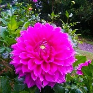 Meet your Posher, Sharon